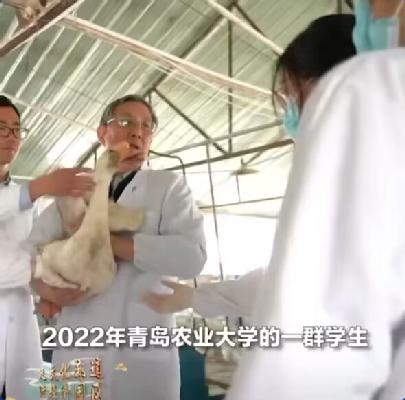 王宝维教授攻克基因技术难题，成功破解高密五龙鹅产蛋率高的遗传密码